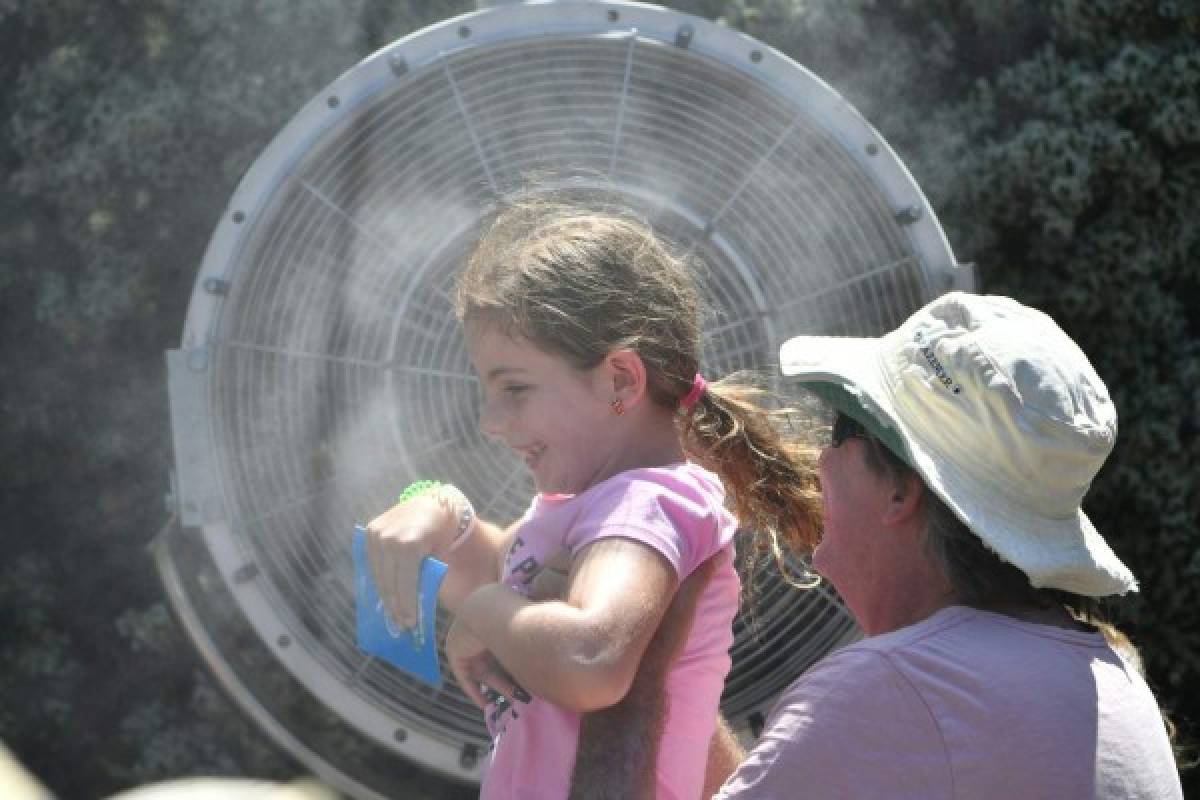 Animales muertos y carreteras derretidas: Las terribles imágenes de la ola de calor en Australia