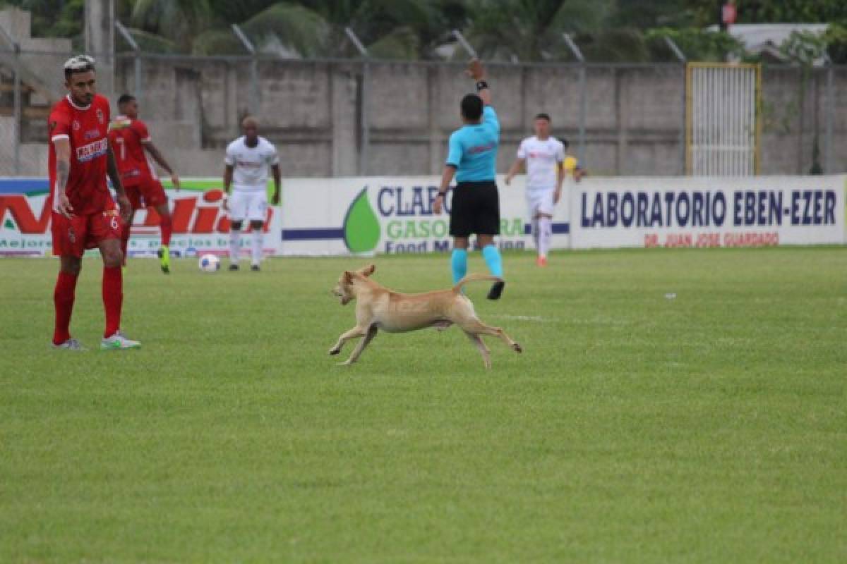 El beso de Moreira, hermosa novia de jugador del Platense y 'Firulais' fue protagonista