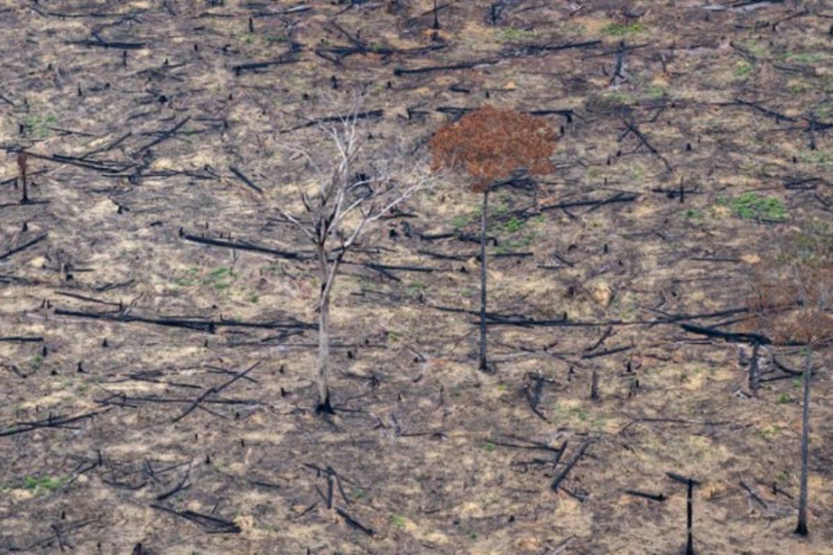 Las imágenes del terrible incendio que devora el Amazonas, el pulmón del mundo
