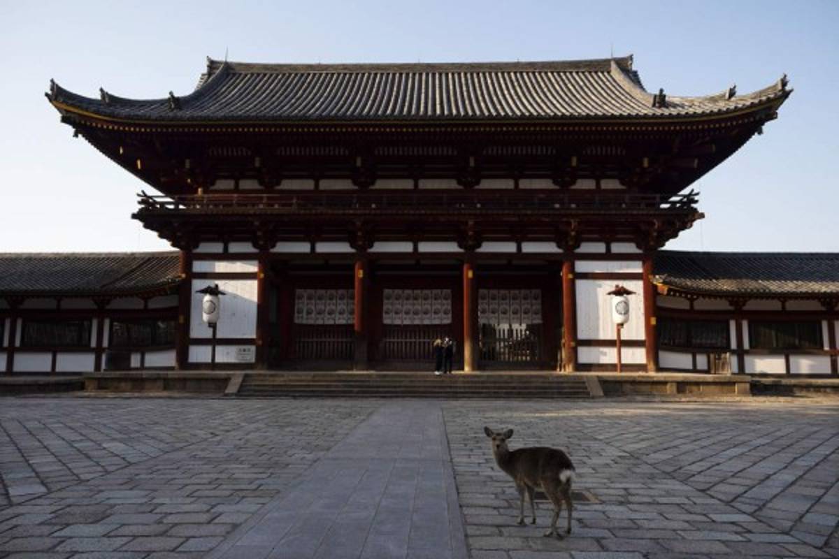 Coronavirus: Animales salvajes se pasean por las calles ante la ausencia de humanos