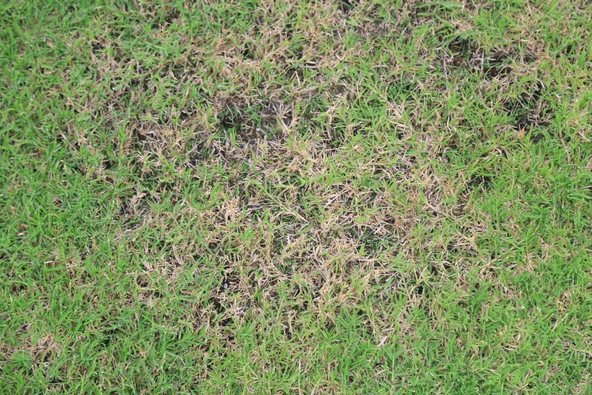 El nuevo estadio Morazán al descubierto; los camerinos y sus lujos, la graderías y el problema de la grama, ¿qué pasó con los banquillos?