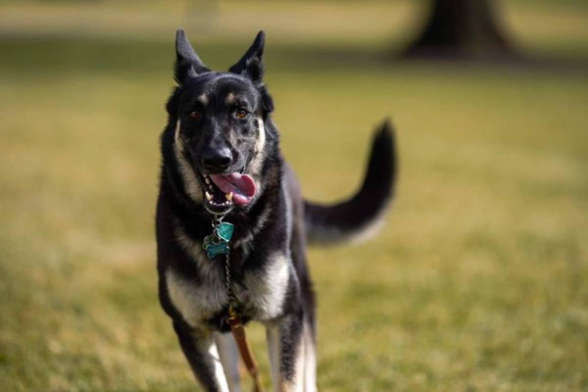 ¿Qué hicieron? Expulsan a los dos perros del presidente Joe Biden de la Casa Blanca