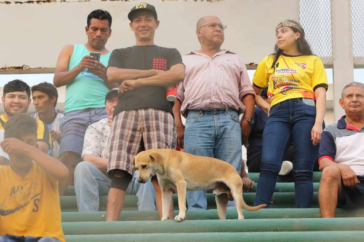FOTOS: Aficionados de Marathón viajan a Comayagua y pintan de verde las semifinales ante Génesis