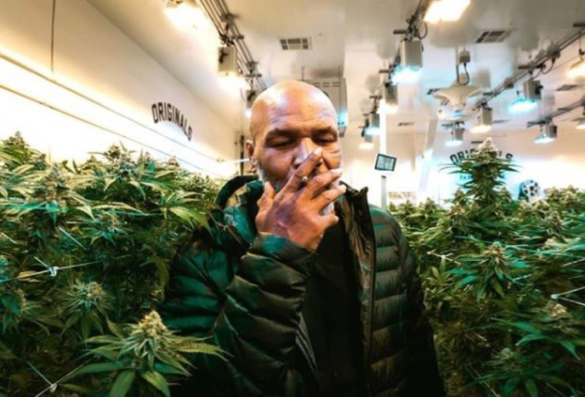 Así es la vida de millonario de Mike Tyson: Su gran negocio de marihuana, mansiones y autos