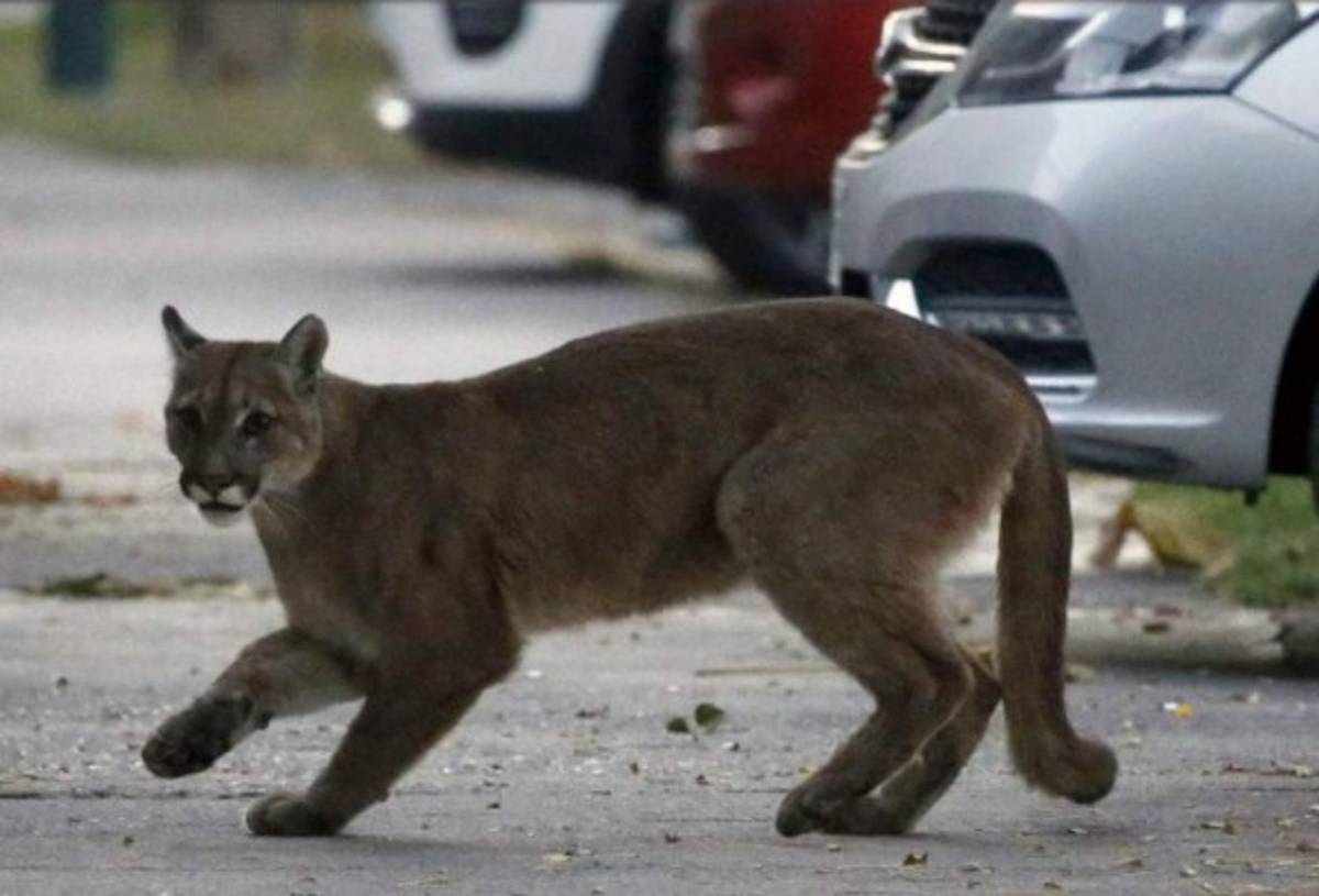 ¡Impactante! Los animales ocupan las calles de las desoladas ciudades del mundo