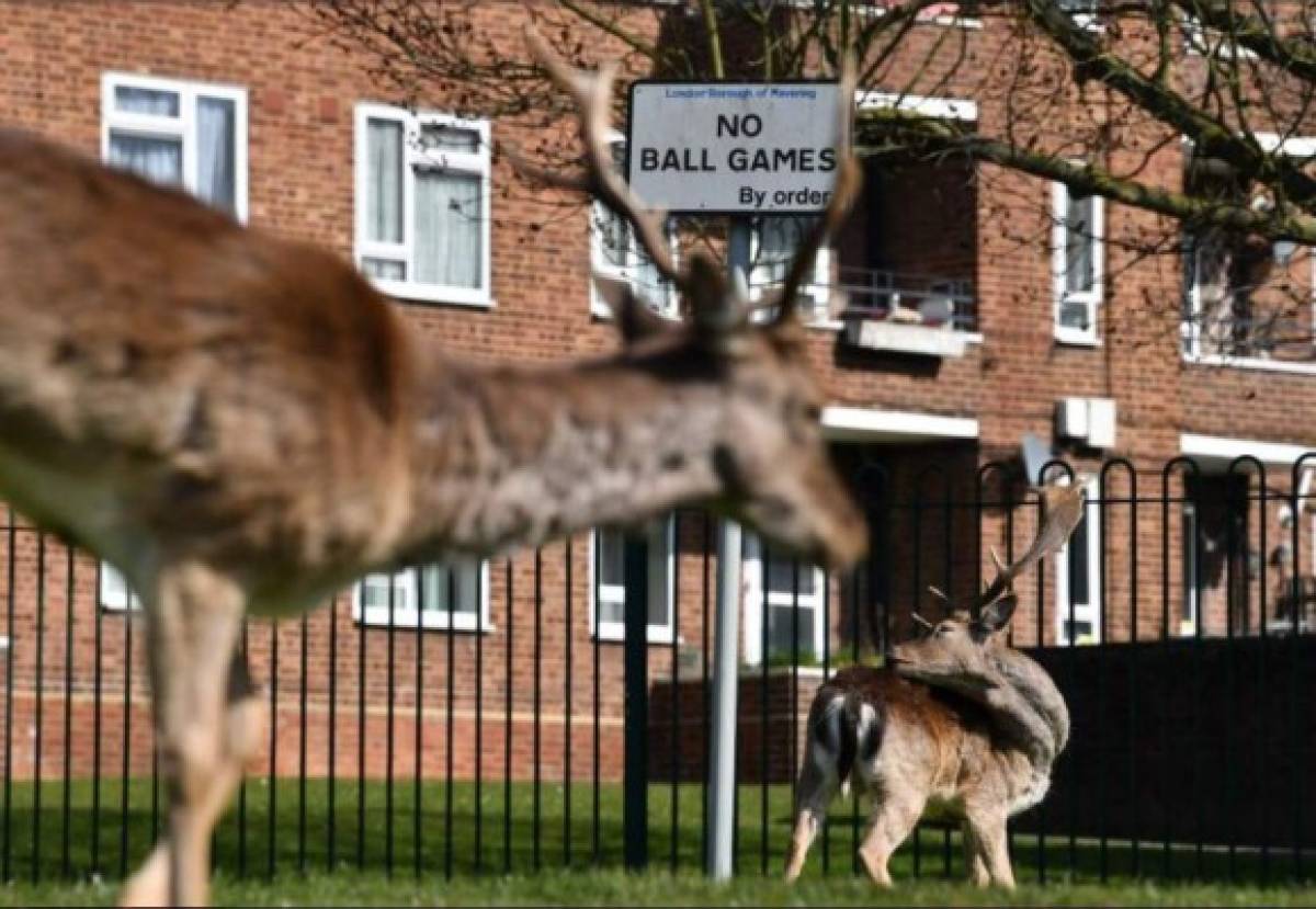 ¡Impactante! Los animales ocupan las calles de las desoladas ciudades del mundo