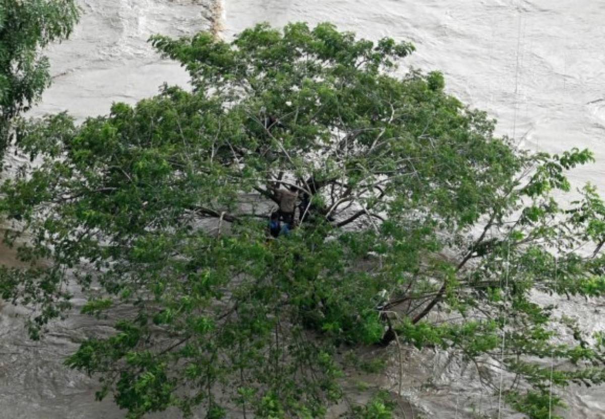 Impactante: El dramático rescate de hondureños que estaban en un árbol tras el paso de Iota