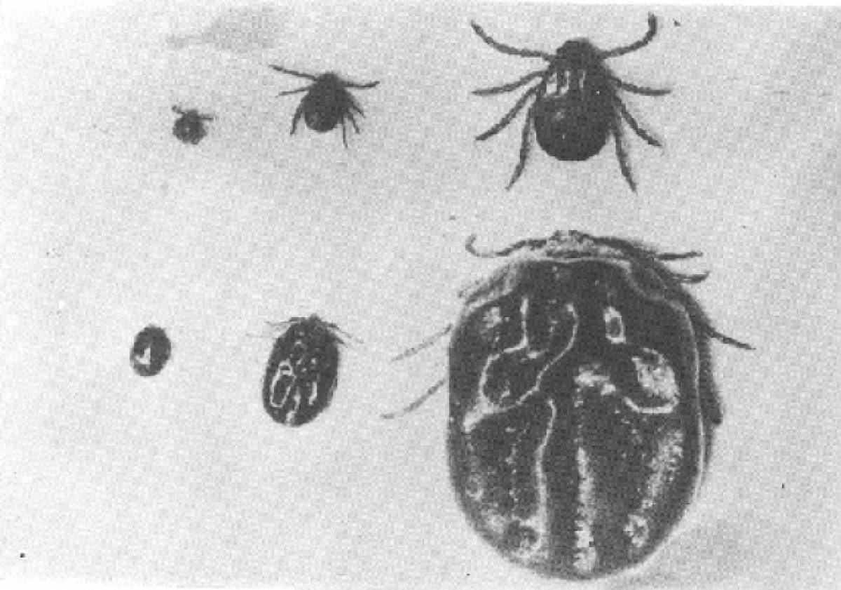 ¡Transmitidos por ratas, monos y aves! Estos son los 10 virus más letales en el mundo