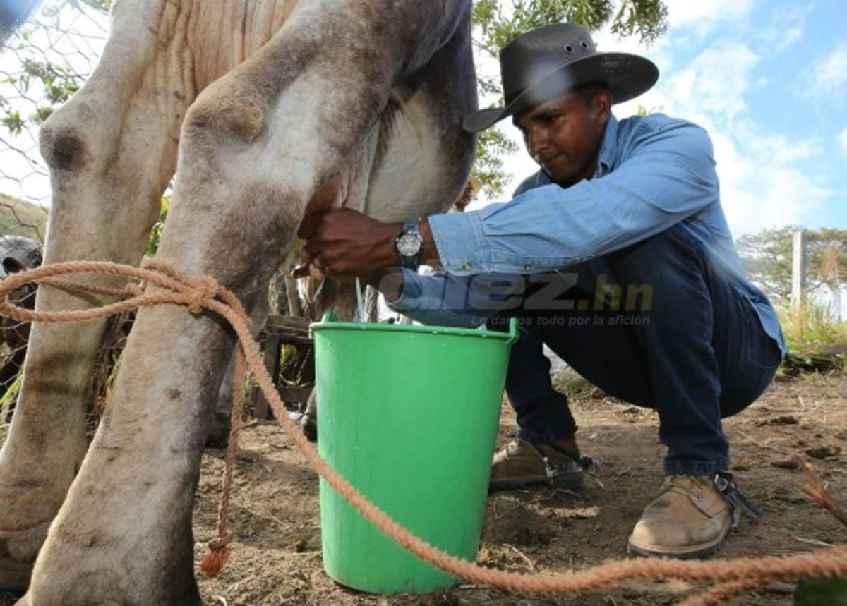 Donis Escober, ganadero: de sombrero y buen jinete; cambió la pelota por el ordeño de vacas