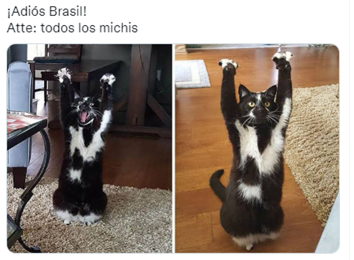 La venganza del michi: memes destrozan a Brasil tras quedar eliminado del Mundial ante Croacia