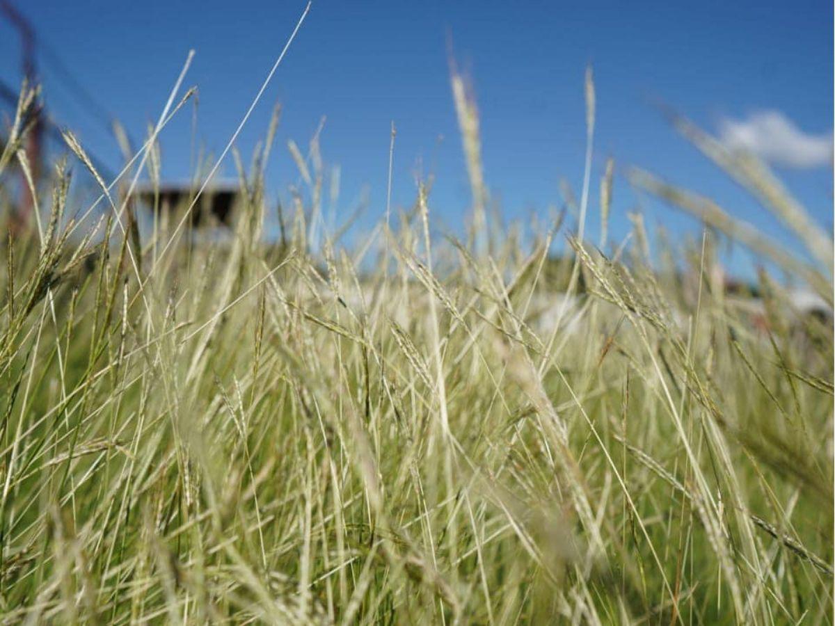Condepor le mete mano a histórico estadio de Honduras que estaba en el abandono: estas serán sus remodelaciones
