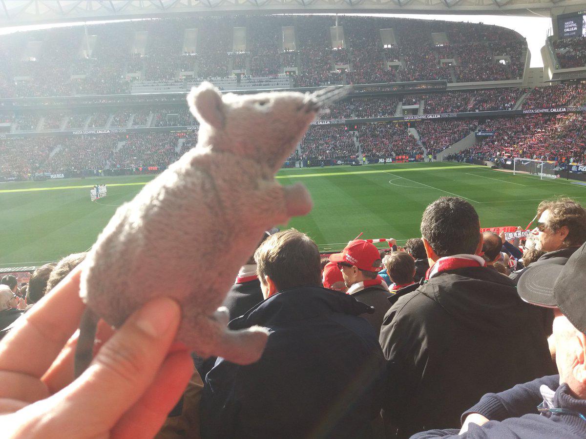 Courtois recuerda el “derbi de las ratas” y su sorpresivo dato contra Atlético que ilusiona al Real Madrid