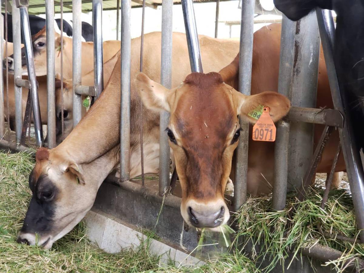 Espectaculares Cascadas, balnearios, ganadería y canopy; los bellos atractivos que ofrece Olancho previo a la final ante el Olimpia