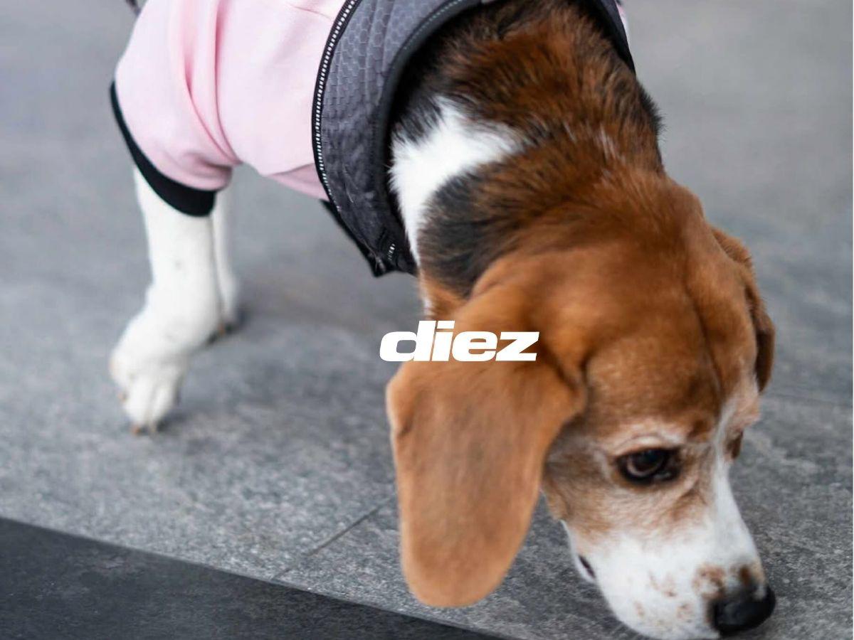 Perrito Messi causó furor y seleccionado sorprendió en Uber: Honduras inició concentración por la Eliminatoria