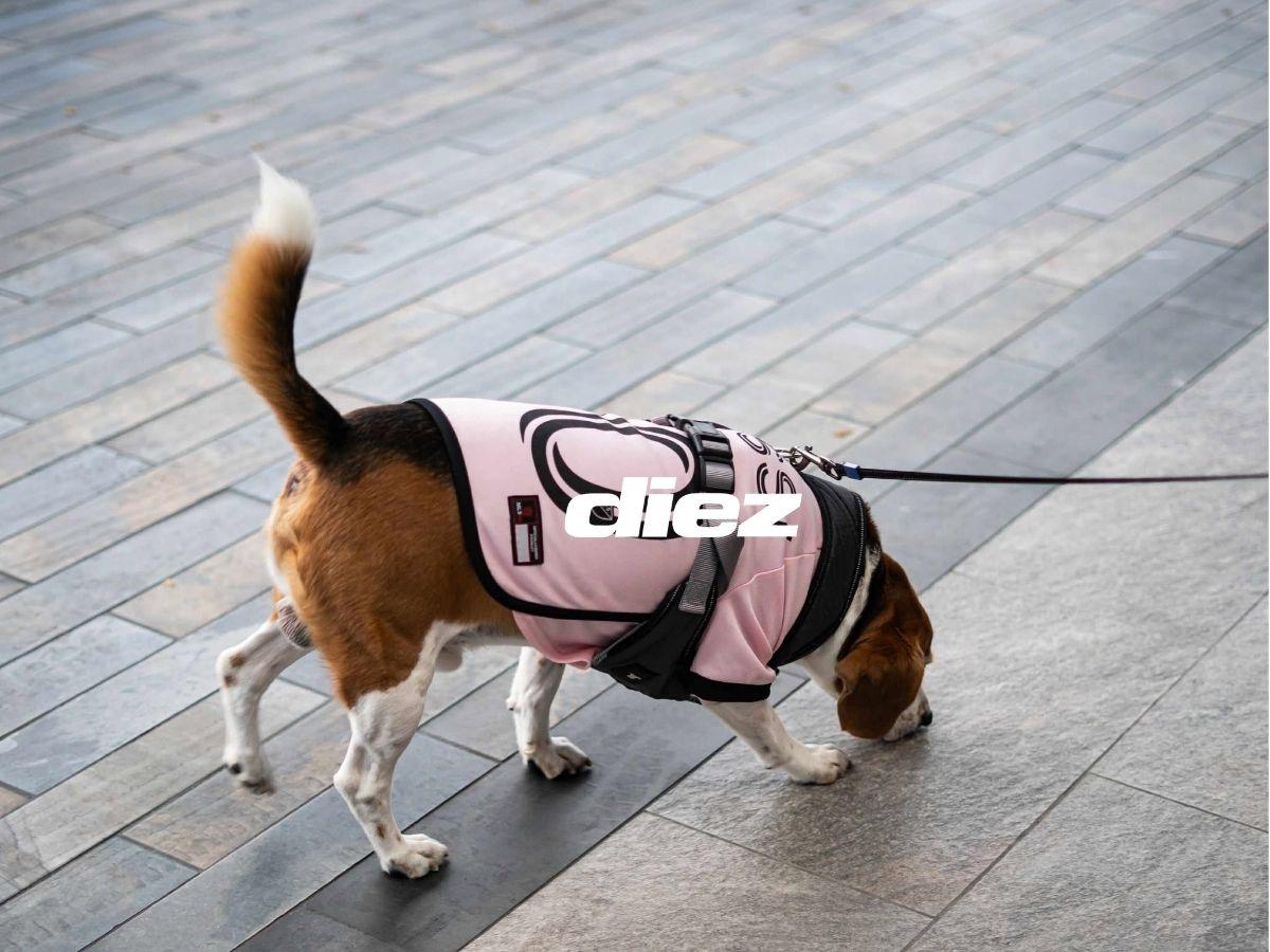 Perrito Messi causó furor y seleccionado sorprendió en Uber: Honduras inició concentración por la Eliminatoria