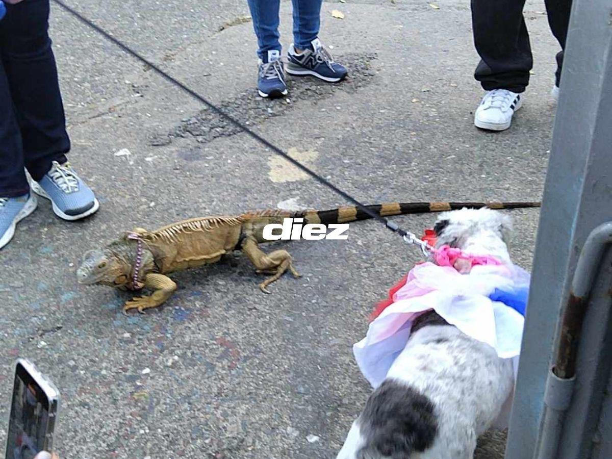¿Qué hizo Beckeles? Mascota de Olimpia se roba el show, curiosa iguana en el Morazán y el reencuentro emotivo