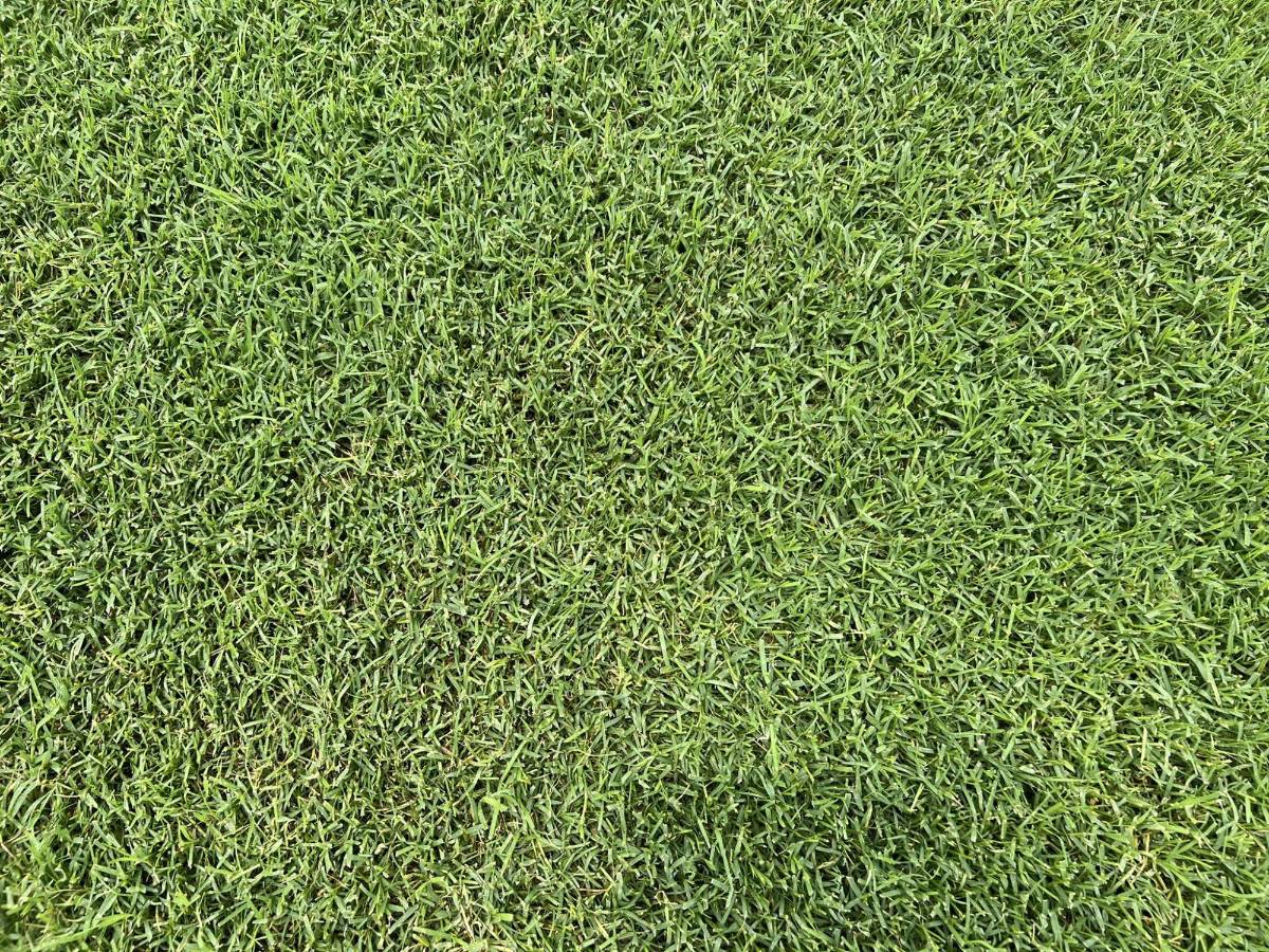 ¡Mesa de billar! Así luce la nueva cancha del Estadio Nacional Chelato Uclés: ¿la mejor grama de Centroamérica?