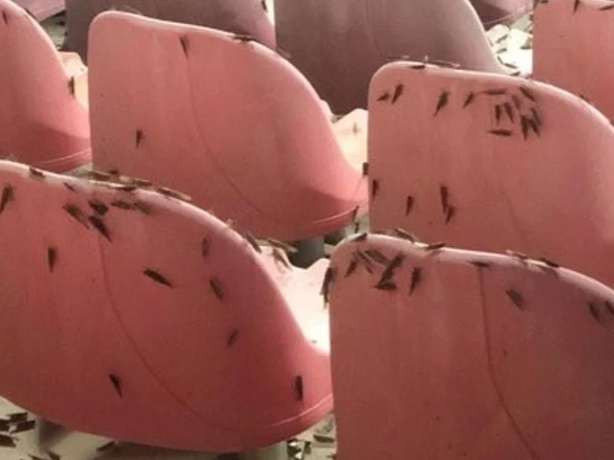 Lo que nadie vio del partido de Cristiano Ronaldo y ya se hizo viral: “Hasta los bichos quieren ver al Bicho... Es demasiado”