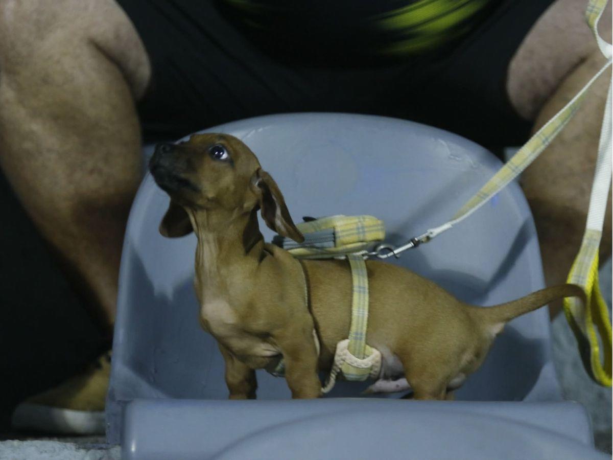 Bronca de aficionados con jugador de Real España afuera del Estadio Morazán y futbolistas aurinegros rompen en llanto