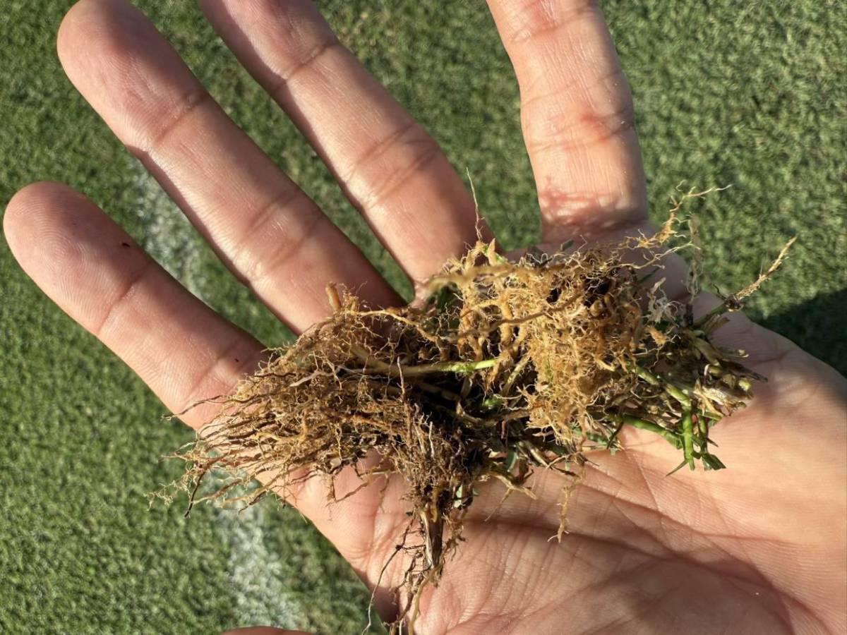 ¡Con otra cara! Así luce la grama del Estadio Nacional Chelato Uclés tras el control de las dos plagas