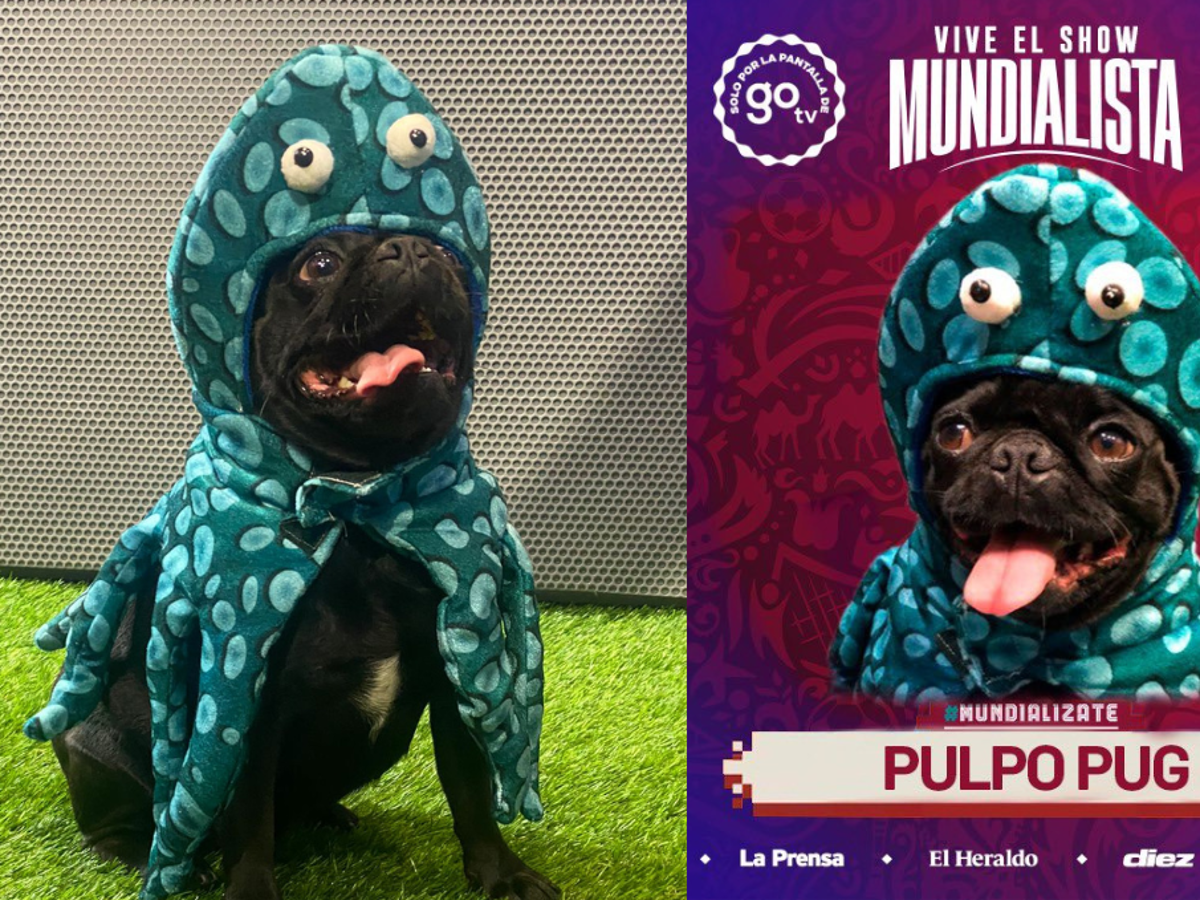 Pulpo Pug: el perro sensación que marcará la pauta del Mundial de Qatar en Honduras
