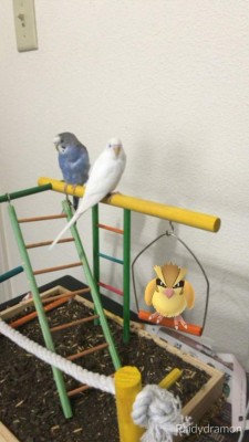 Los extraños lugares en los que han aparecido los Pokemon