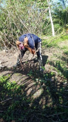 Romario Cavachuela, de campeón con Atlético Pinares a ordeñar vacas