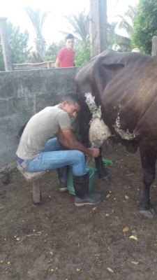 Romario Cavachuela, de campeón con Atlético Pinares a ordeñar vacas