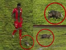 Sucedió en Centroamérica: tacuazín se roba el show en pleno partido en primera división de Costa Rica