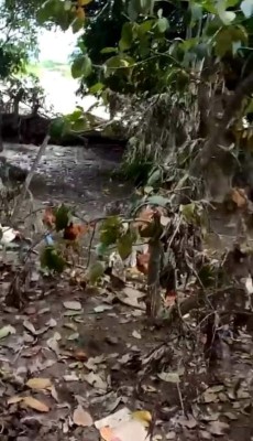 Qué terrible: La colonia en La Lima que quedó bajo el lodo tras el paso de ETA e IOTA