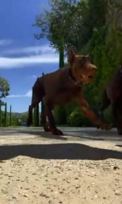 Bajo el agua, con perros y nuevo look: Así entrenan Memphis Depay y Haaland para la nueva temporada