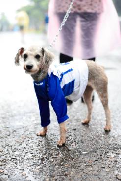 La perrita Kloy bien identificada con la camisa de Honduras.