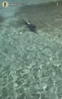 ¡Nadando con delfines! Así disfruta Alberth Elis en Roatán antes de sumarse a la Selección de Honduras