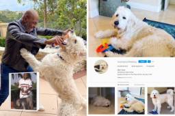 Mike Tyson presumió una última fotografía con su perro Mars que tiene más de 16 mil seguidores en Instagram y con la que el boxeador trata de olvidar a su tigre de bengala.