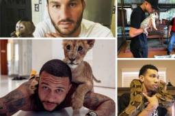 Desde serpientes hasta un mono y tigres... Te presentamos a las mascotas de los mejores futbolistas del mundo y otros deportistas.