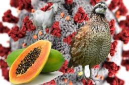 El presidente John Magufuli suspendió a altos funcionarios en el laboratorio nacional del país, después de decir que había sometido a pruebas secretas a animales y frutas, y que una cabra, una codorniz y una papaya fueron positivas para coronavirus.