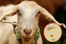 Zabiyaka, la cabra que predijo quien será el campeón en el Mundial de Rusia 2018.