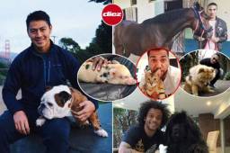 Hoy, 4 de octubre, se celebra a nivel mundial el 'Día del Animal' y aquí te presentamos a las increíbles mascotas que tienen los futbolistas. Tenés que ver la que tiene el alemán Thomas Muller.