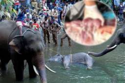 La explosión de la pólvora ocurrida en su boca le causó heridas irreversibles. El hecho ocurrió en India y generó una ola de indignación en redes. Los aldeanos de la zona utilizan a menudo frutas como trampa letal para proteger sus cultivos de la fauna silvestre.