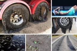 Australia vive una ola de altas temperaturas, que han alcanzado niveles récords. Los tenistas que participan en el primer Grand Slam del año han sido víctimas de esto.