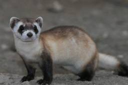 Elizabeth Ann nació en diciembre de 2020, a través de la clonación, y su especie ve la luz para evitar la extinción.