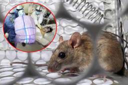 En China reportaron por primera vez una muerte por hantavirus, una enfermedad que también afecta a los pulmones.