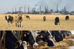 El blog del doctor Elmer López: El ganado y la extinción del planeta tierra