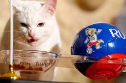 El Gato Aquiles está siendo considerado como el sustituto del Pulpo Paul.