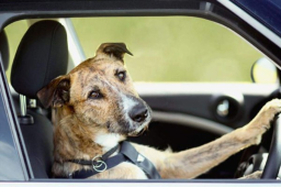 Los servicios de emergencia recibieron después varias llamadas sobre un auto que viajaba de forma errática a más de 160 km/h.