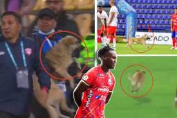 VIDEO: ¡Insólito! Por culpa de un perro, equipo de Rubilio Castillo en Colombia recibe millonaria multa