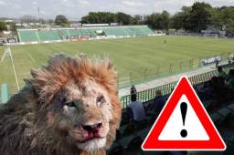 El león siempre sale herido cuando se mete a la cueva del monstruo. Este domingo jugarán el partido 11 en este escenario de los verdolagas.