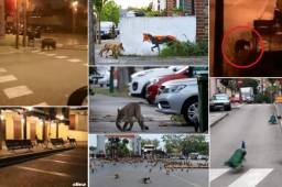 Increíble: En varias partes del mundo se reportaron la presencia de animales salvajes que vagan por las calles luego de la cuerentena impuesta en varios países con la intención de prevenir el COVID-19.