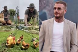 David Beckham impacta al mundo: la razón por la que el ex Real Madrid recibió gallinas de su esposa