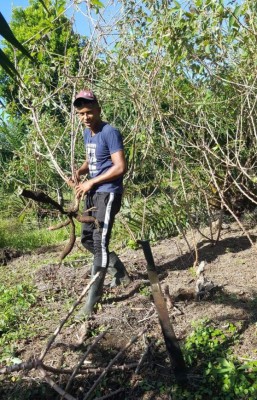 Romario Cavachuela, de campeón con Atlético Pinares a ordeñar vacas